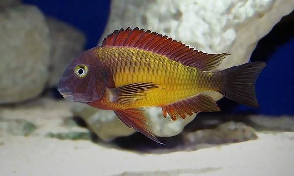 Tropheus moori