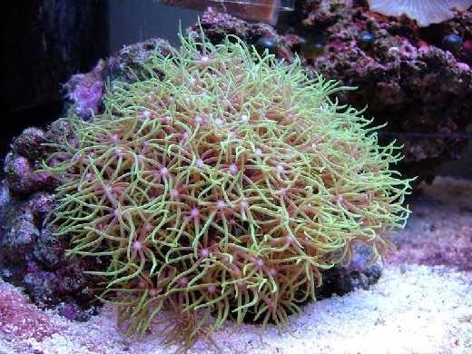 Clavularia viridis