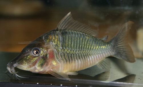 brochis splendens