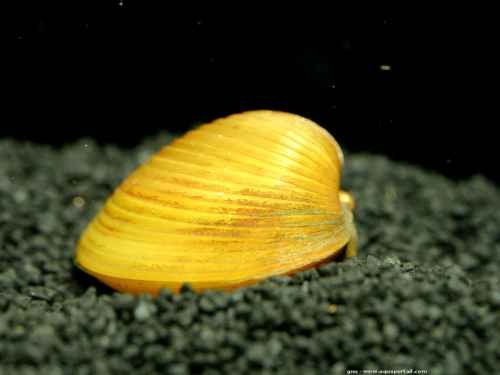 corbicula javanicus