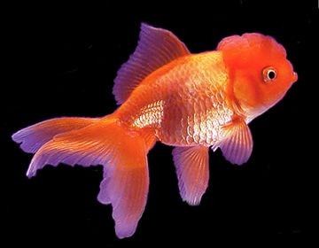 oranda testa di leone