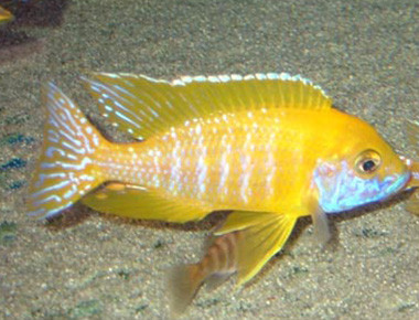 aulonocara baenshi benga