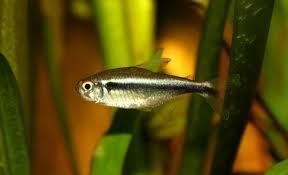 Hyphessobrycon herbertaxelrodi