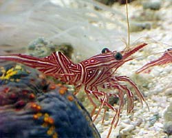 Rincocinetes uritai