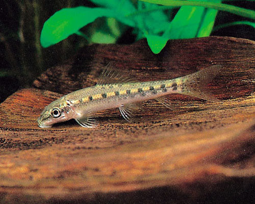 gyrinochelius 