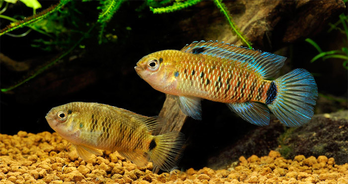 badis badis 