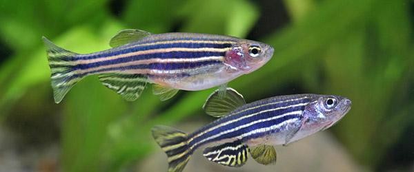 brachydanio rerio