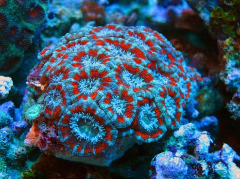 Achantastrea