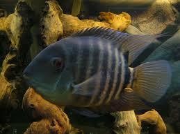 Cichlasoma severum