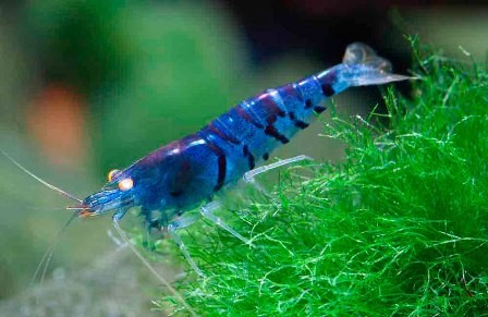 Neocaridina blue tiger