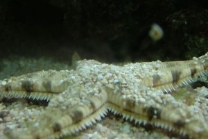 Archaster typicus