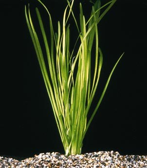 Vallisneria asiatica