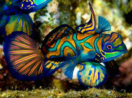 synchiropus splendidus