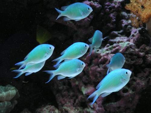 Chromis viridis