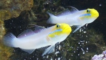 Valenciennea strigata