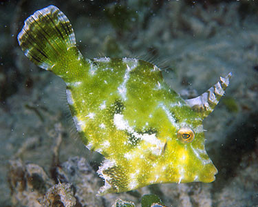 Tomentosus