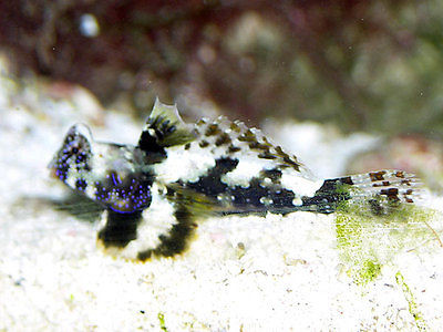 synchiropus ocellatus