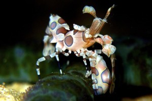 Hymenocera picta