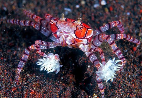 Libya tasselata