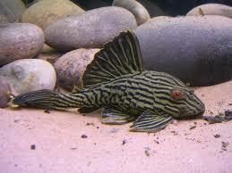 panaque nigrolineatus