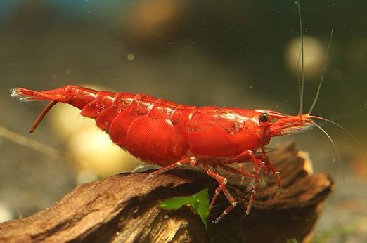 Neocaridina sakura