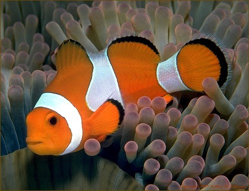 amphiprion ocellatus
