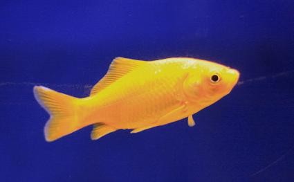 carassius canarino