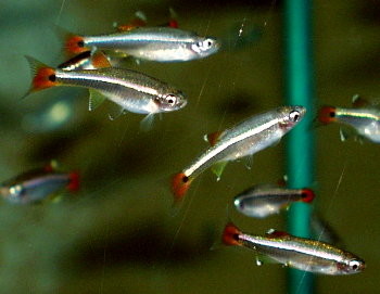 tanicthys