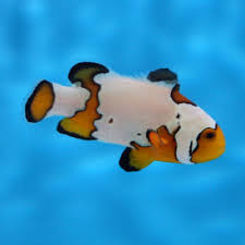 amphiprion snow flake