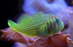 Gobiodon histrio