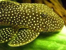 green phantom pleco l200