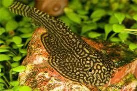 beaufortia