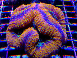 Lobophyllia