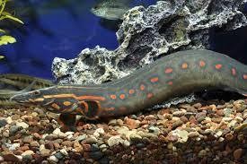 mastacembalus