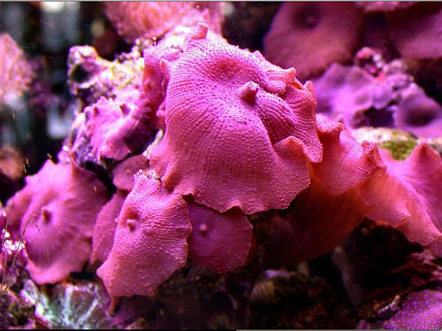 Discosoma rosso
