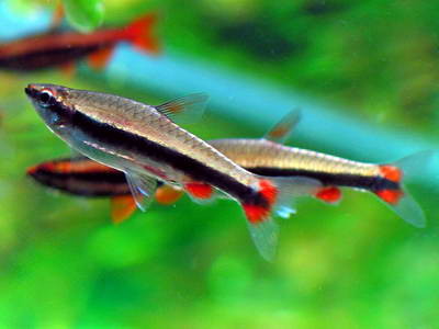 nannostomus