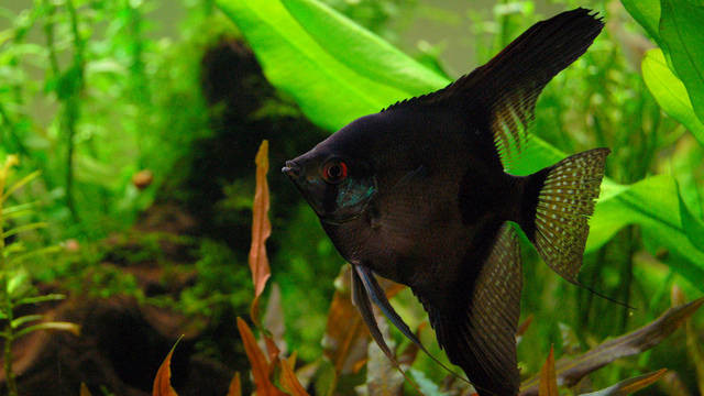 pterophyllum black