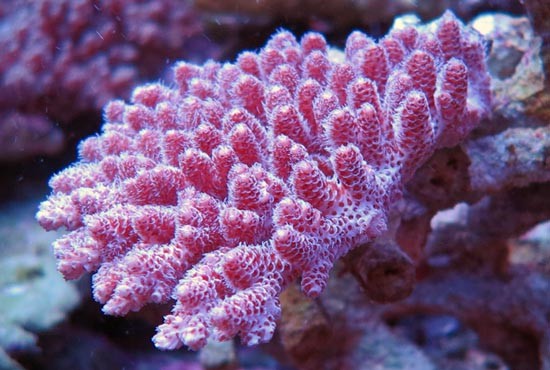 Acropora millepora