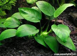 Anubias barteri