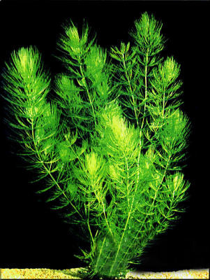 Ceratophyllum dersum