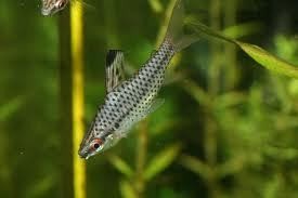 Chilodus