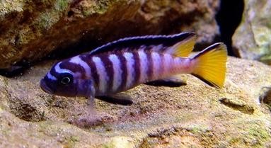 Pseudotropheus elongatus