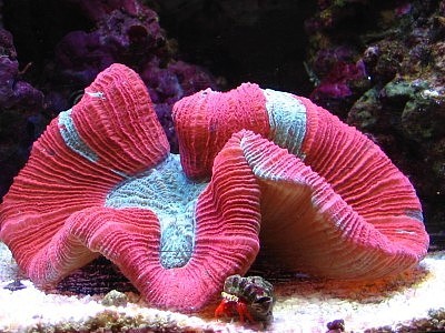 Trachyphyllia geoffroyi