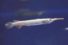 dermogenys pusillus