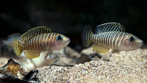 neolamprologus similis