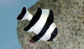 dascyllus melanurus