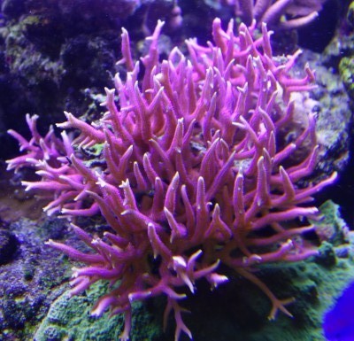 Seriatopora hystrix