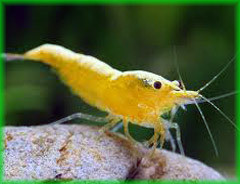 Neocaridina yellow fire