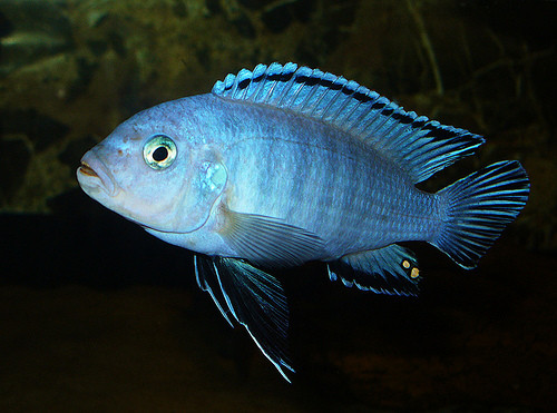 Pseudotropheus socolfi