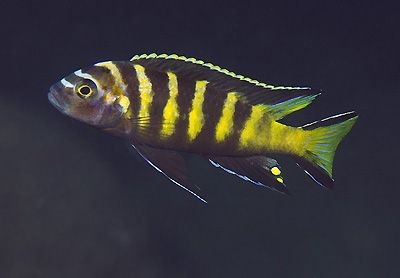 Pseudotropheus chailosi